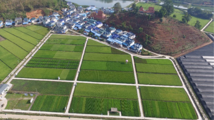 實(shí)踐勤耕讀 成長(zhǎng)&ldquo;慧&rdquo;種稻--記云南大學(xué)多年生稻科技小院人才培養(yǎng)