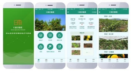 E浦砂糖橘-打造砂糖橘大數據品牌平臺