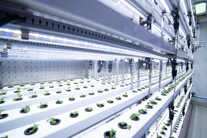 聚焦農(nóng)業(yè)科技創(chuàng)新:植物工廠種出&ldquo;智慧菜&rdquo;