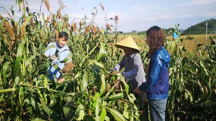 助推鄉(xiāng)村振興--省農(nóng)科院科技特派員赴普定開展技術(shù)服務(wù)