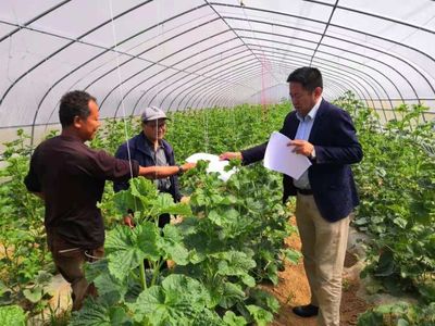 【千陽(yáng)縣農(nóng)業(yè)農(nóng)村局】科技入園優(yōu)服務(wù) 結(jié)出惠農(nóng)"幸福果"