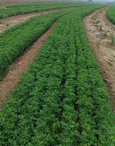 想要優(yōu)惠的成都紫花苜蓿就來(lái)綠牧天下 達(dá)州紫花苜蓿