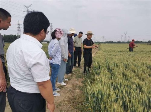 拓廣度 增厚度 挖深度,中國(guó)人壽財(cái)險(xiǎn)助力三夏生產(chǎn) 護(hù)航糧食安全