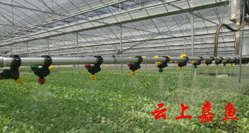 學(xué)習(xí)強(qiáng)國 嘉魚科技賦能蔬菜大縣 加速跑