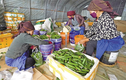 讓鄉村產業搭上電商快車