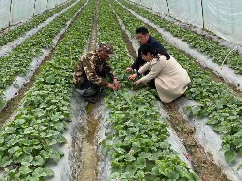 魚臺 開展香瓜種植直通式氣象服務