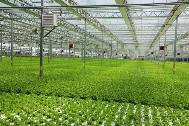科技改變農(nóng)業(yè),智能溫室工廠化種植成為鄉(xiāng)村產(chǎn)業(yè)振興的利器|水培|蔬菜_