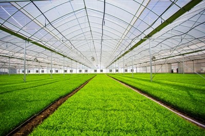 鹽城探路農(nóng)業(yè)現(xiàn)代化 精耕細(xì)作&ldquo;希望的田野&rdquo;