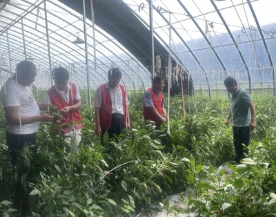 河南省果蔬產(chǎn)業(yè)科技特派員服務(wù)團(tuán)深入睢縣開(kāi)展科技服務(wù)，助力農(nóng)業(yè)提質(zhì)增效