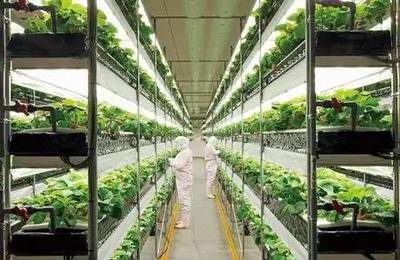 小小靚科技 | 告別陽(yáng)光與土壤 植物工廠如何顛覆傳統(tǒng)農(nóng)業(yè)